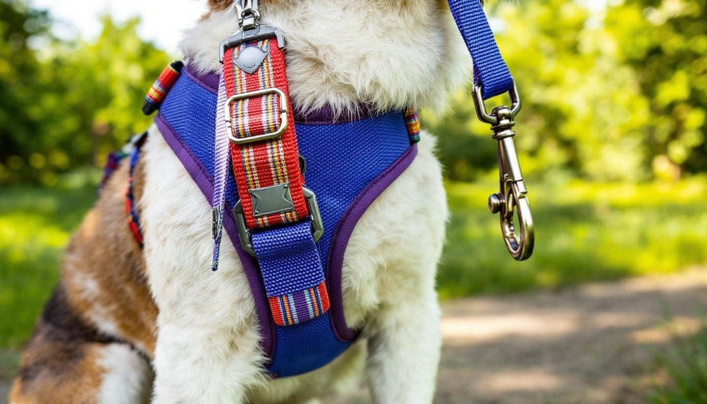 Les avantages des laisses et harnais spéciaux pour l'entraînement des chiens